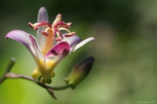 Tricyrtis_Hirta_9263_small