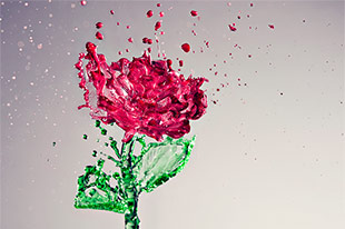 A Splash of Rose by Anthony Chang