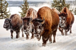 Bison, Yellowstone National Park, Wyoming, USA