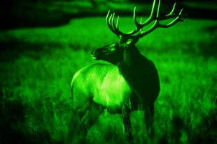Night Vision Photography